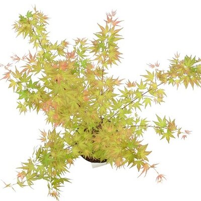 Acer Palmatum 'Wilson's Pink Dwarf' - image 1