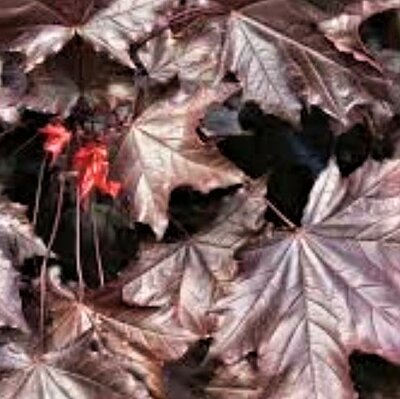 Acer Platanoides 'Crimson King' - 65L - High Std - 200cm  clear stem