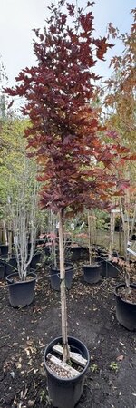 Acer Platanoides 'Crimson Sentry' - 20L - 1/2 Std