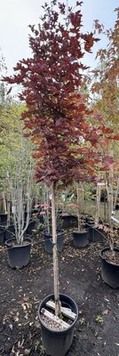 Acer Platanoides 'Crimson Sentry' - 20L - 1/2 Std