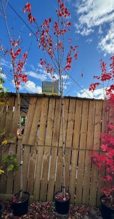 Acer Rubrum 'Red Sunset' - 25L - High Std -180cm clear stem