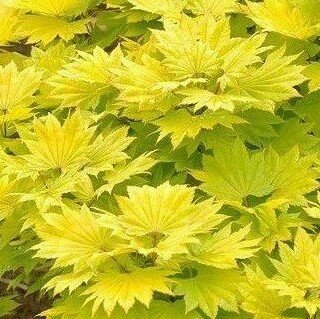 Acer Shirasawanum Aureum - 3L - image 1