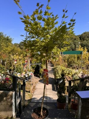 Acer Shirasawanum Moonrise - 1/2 standard 10L
