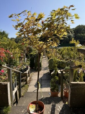 Acer Shirasawanum Moonrise - 1/2 standard 15L