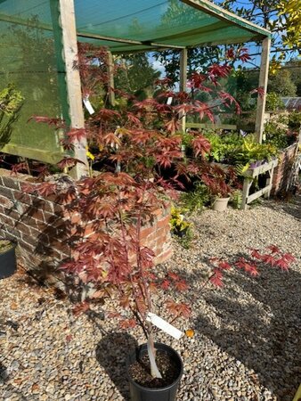 Acer Shirasawanum Yasemin 9L - image 1