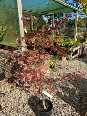 Acer Shirasawanum Yasemin 9L