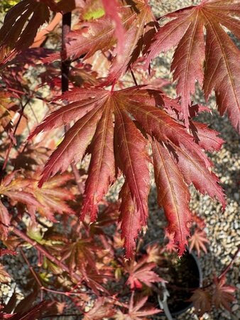 Acer Shirasawanum Yasemin 9L - image 2