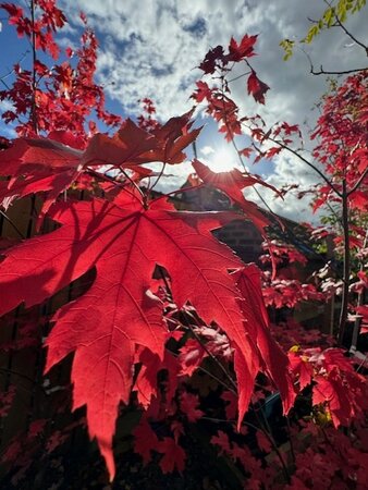 Acer X Freemanii 'Autumn Blaze' 35L - image 2