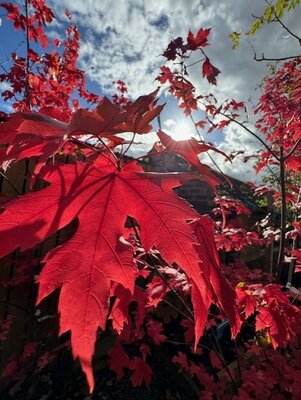 Acer X Freemanii 'Autumn Blaze' 35L - image 2
