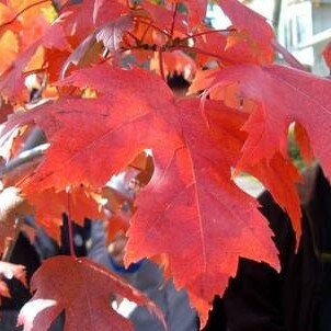 Acer X Freemanii 'Autumn Blaze' - High Std - 180cm clear stem - image 1