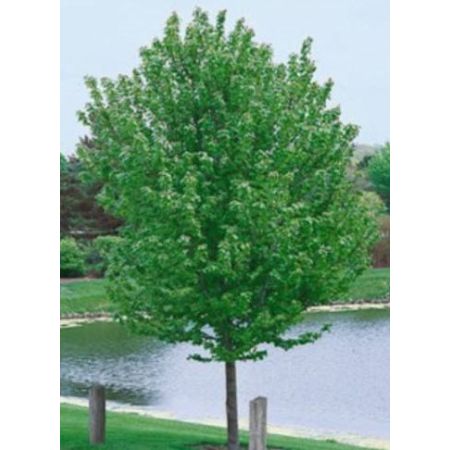 Acer X Freemanii 'Autumn Blaze' - High Std - 180cm clear stem - image 2