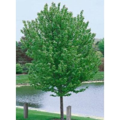 Acer X Freemanii 'Autumn Blaze' - High Std - 180cm clear stem - image 2