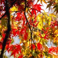 Acers
