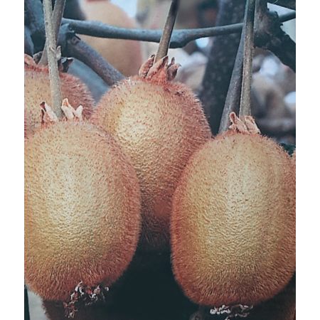 Actinidia Chinensis 3L - image 1