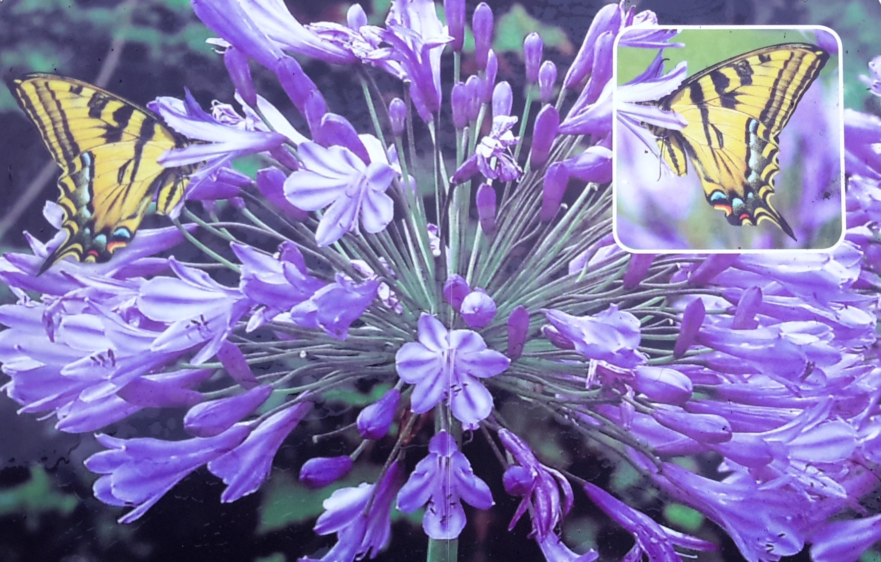 Agapanthus Intermedius 3L (African Lily) Windlestone Nursery & Garden