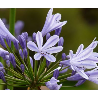 Agapanthus Umbellatus