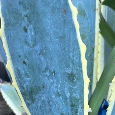 Agave - Variegated - 9L - 40cm