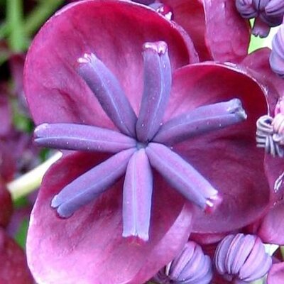 Akebia Quinata - 7L - 200cm