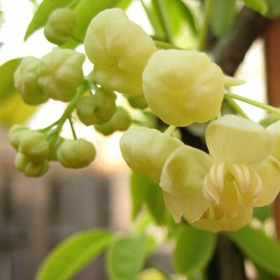 Akebia Quinata Cream Form - 125cm