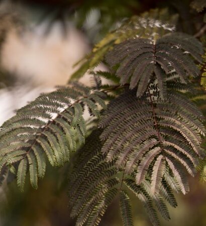 Albizia Julibrissin 'Evey's Pride' - Half Std.  - 1.2m
