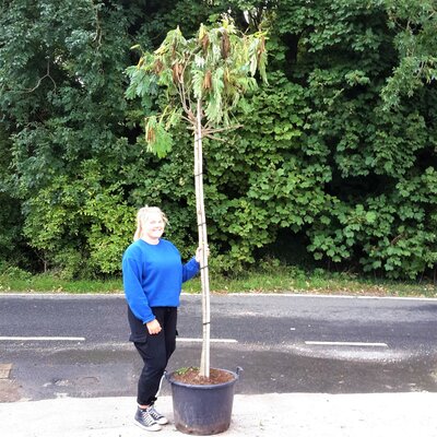 Albizia Julibrissin Ombrella  (Persian Silk Tree) - 60L- 250cm - image 1