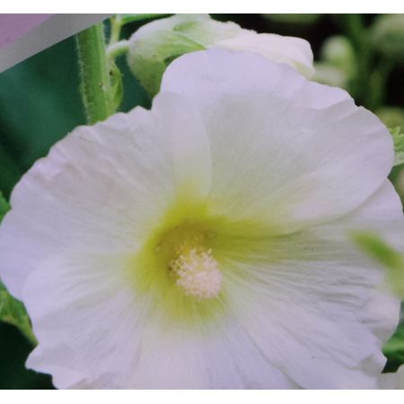 Alcea Rosea Polarstar 2L (Hollyhock)