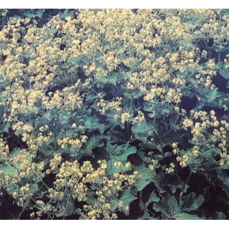 Alchemilla Mollis 2L (Lady's mantle)