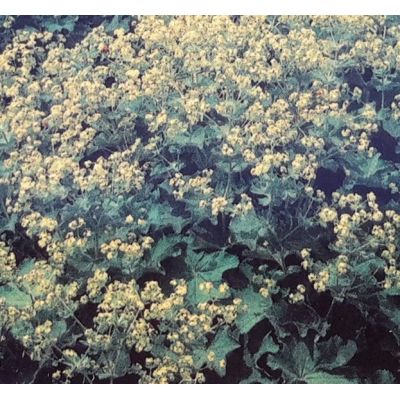 Alchemilla Mollis 2L (Lady's mantle)