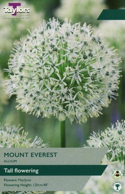 Allium Mount Everest