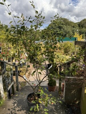 Amelanchier Lamarckii 10L