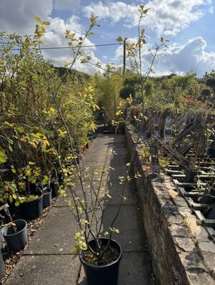 Amelanchier Lamarckii (Feathered) - 18L - 100/125cm