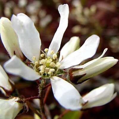 Amelanchier Lamarckii (Feathered) - 18L - 100/125cm