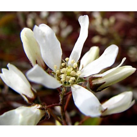 Amelanchier Lamarckii (Feathered) - 220cm