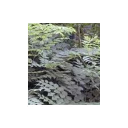 Aralia Elata (Angelica Tree) - 1.75m - image 2