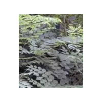 Aralia Elata (Angelica Tree) - 1.75m - image 2