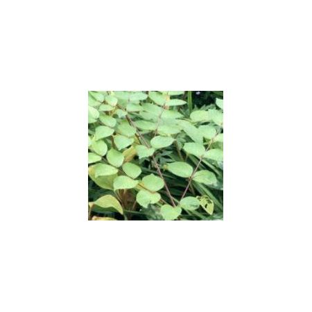 Aralia Elata (Angelica Tree) - 1.75m - image 1