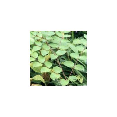 Aralia Elata (Angelica Tree) - 1.75m