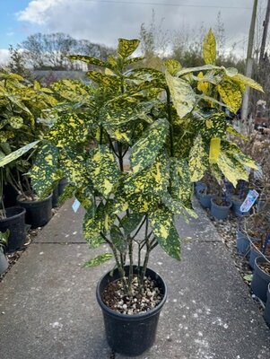 Aucuba Japonica Golden King  (Spotted Laurel) 10L