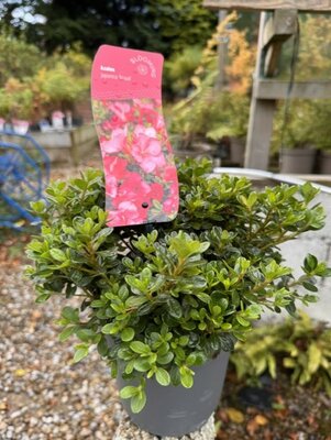 Azalea 'Anouk'  2L