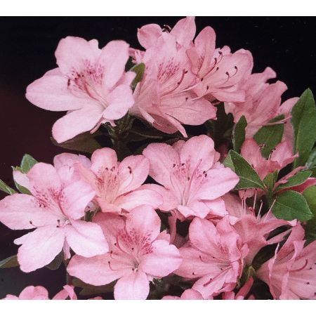 Azalea japonica 'Blaauw's Pink' 3L