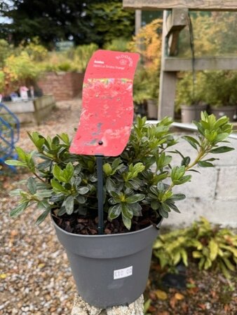 Azalea japonica 'Geisha Orange' 2L