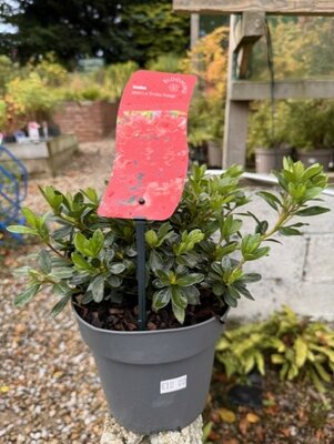 Azalea japonica 'Geisha Orange' 2L