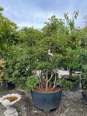 Azalea japonica Kirim Apricot Bonsai  250L