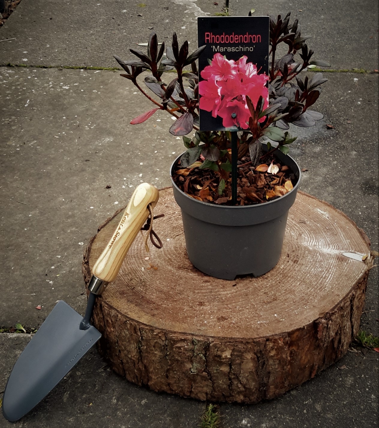 Azalea Japonica Maraschino 2L Windlestone Nursery & Garden Centre in