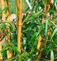 Bamboo, Grasses & Form Plants