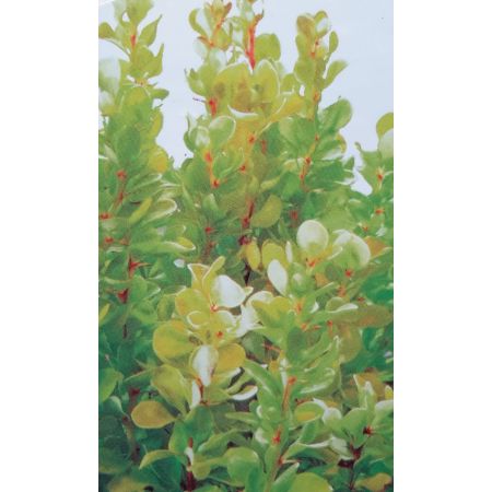 Berberis Thumbergii Golden Rocket 2L