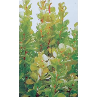 Berberis Thumbergii Golden Rocket 2L