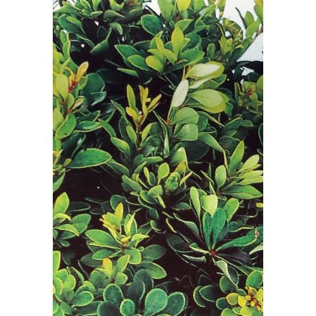 Berberis Thumbergii Kobold 2L