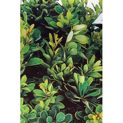 Berberis Thumbergii Kobold 2L