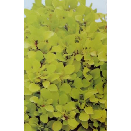 Berberis Thumbergii Tiny Gold 2L